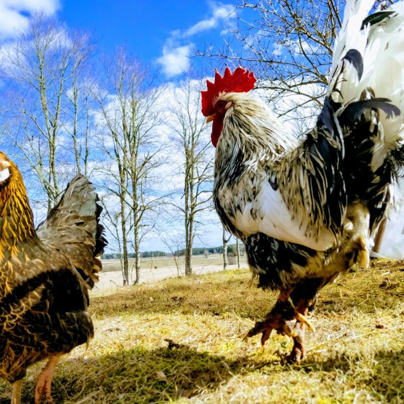 pask in fjardhundraland rooster and female