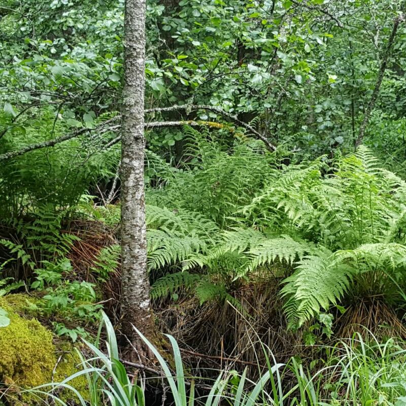 rickebasta alsumpskog2