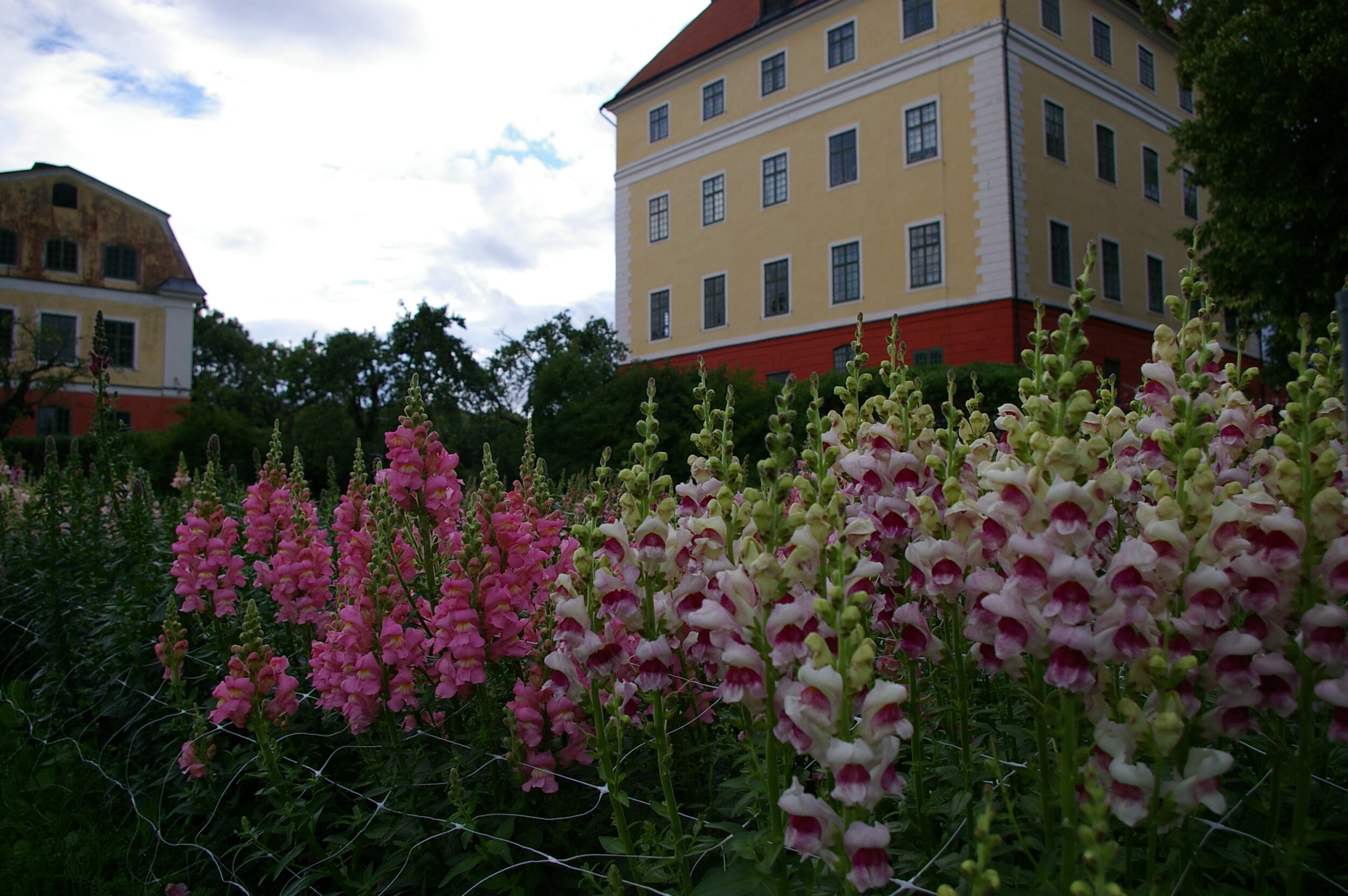 Malvas blomsterodling