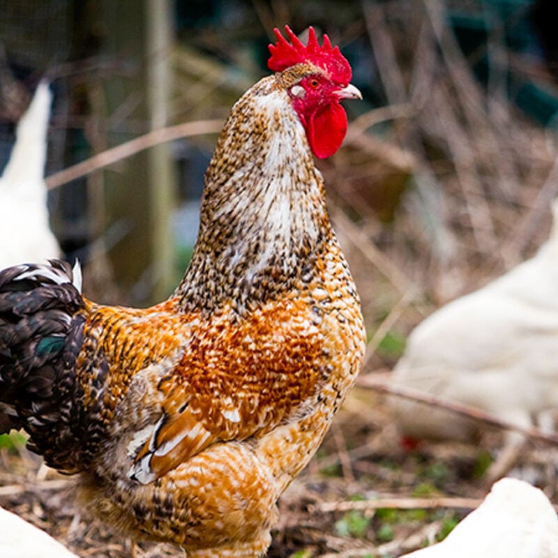 hagby gard fjardhundraland 2