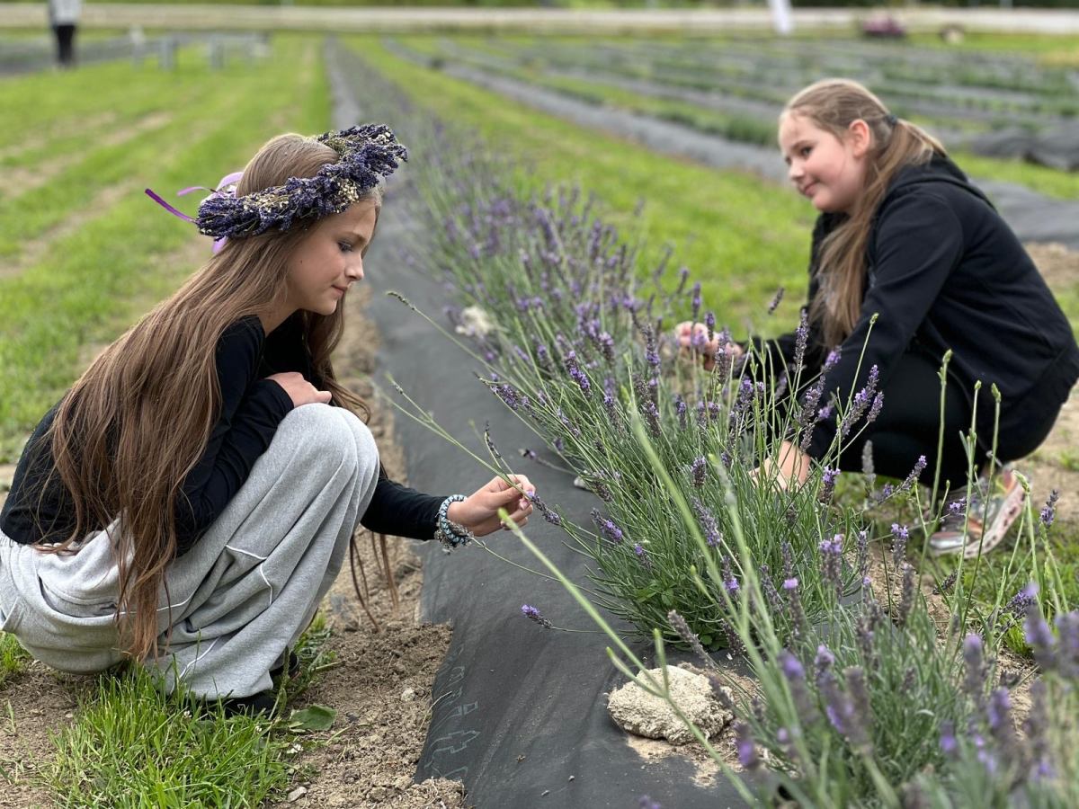 Stockholm lavendel 1 35046e00 b773 4b1d a47a f63a0150f88f