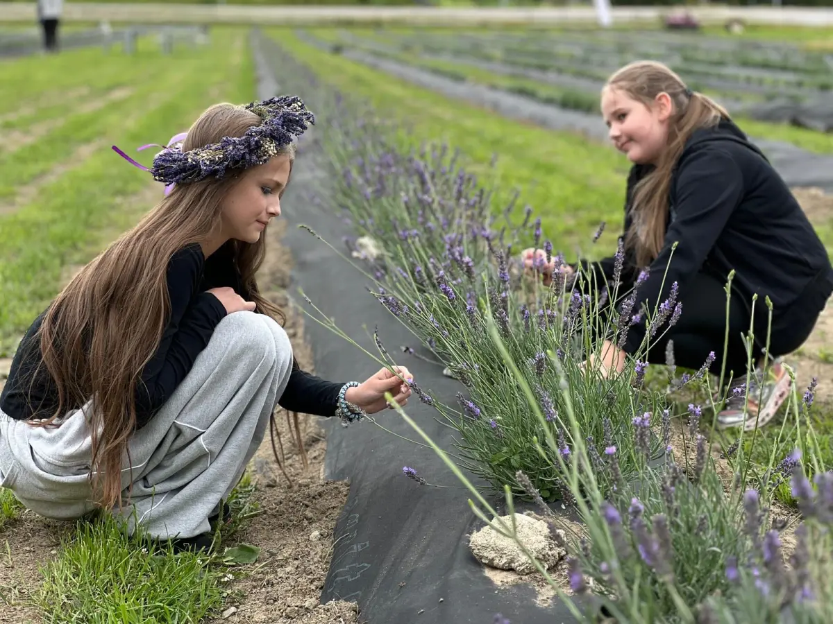 Stockholm lavendel 1 35046e00 b773 4b1d a47a f63a0150f88f