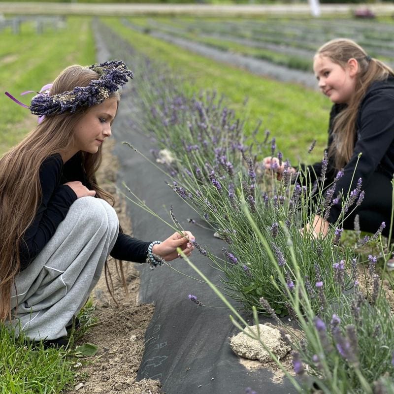 Stockholm lavendel 94 35046e00 b773 4b1d a47a f63a0150f88f