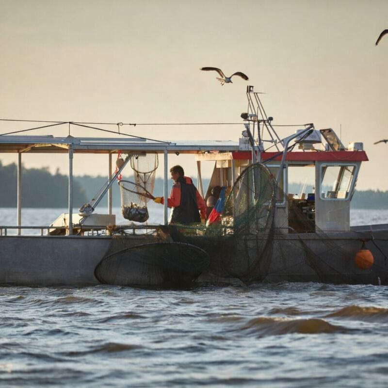 Ängsö Fisk 14 angso fisk bat pa malaren