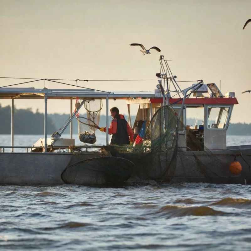 angso Fischfledermaus auf dem Wels