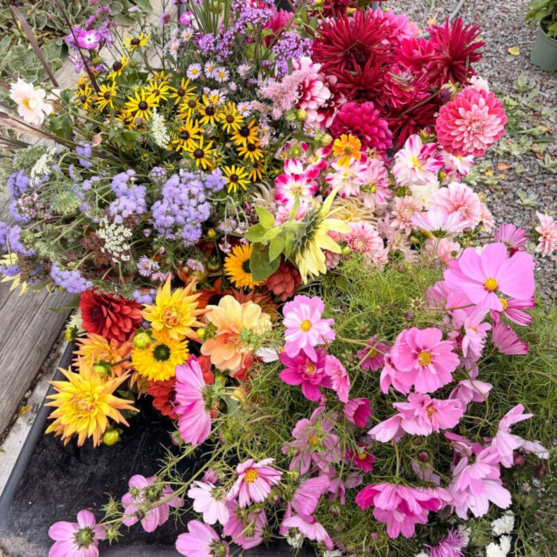 sandsbergs gard fjardhundraland 4