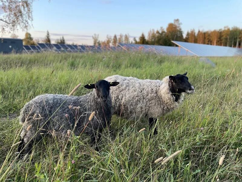 54ee16607003656300d5a6802491140b