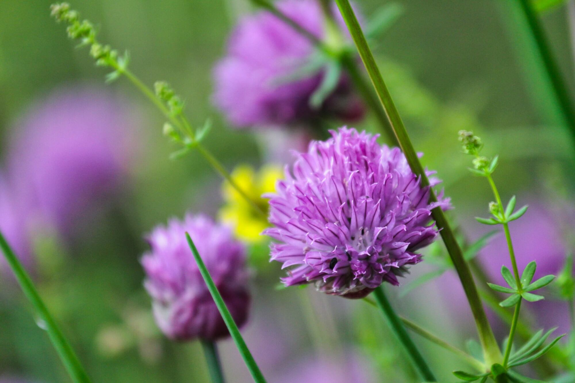Blommor gräslök