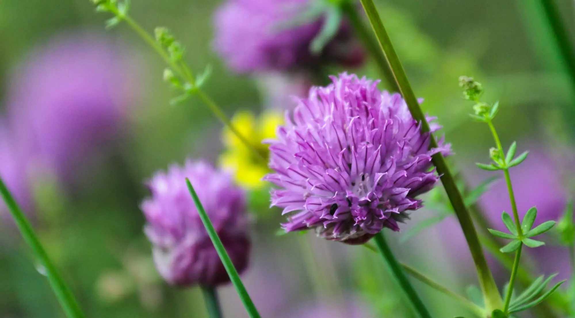 Blommor gräslök